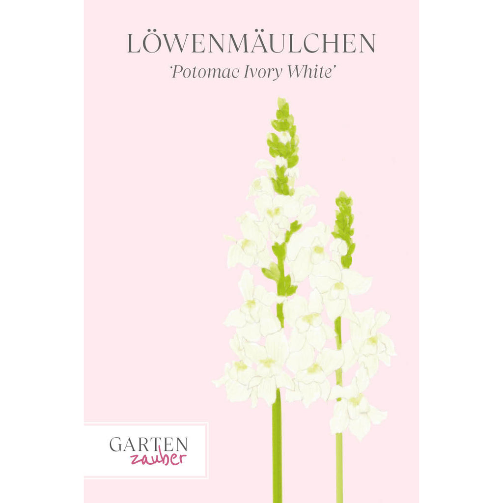 Vorderansicht Saatguttuete Loewenmaeulchen - Antirrhinum majus F1 ‘Potomac Ivory White‘ aus der Gartenzauber-Saatgutserie