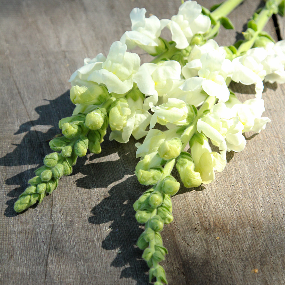 Bluehende Pflanze Loewenmaeulchen - Antirrhinum majus F1 ‘Potomac Ivory White‘ aus der Gartenzauber-Saatgutserie