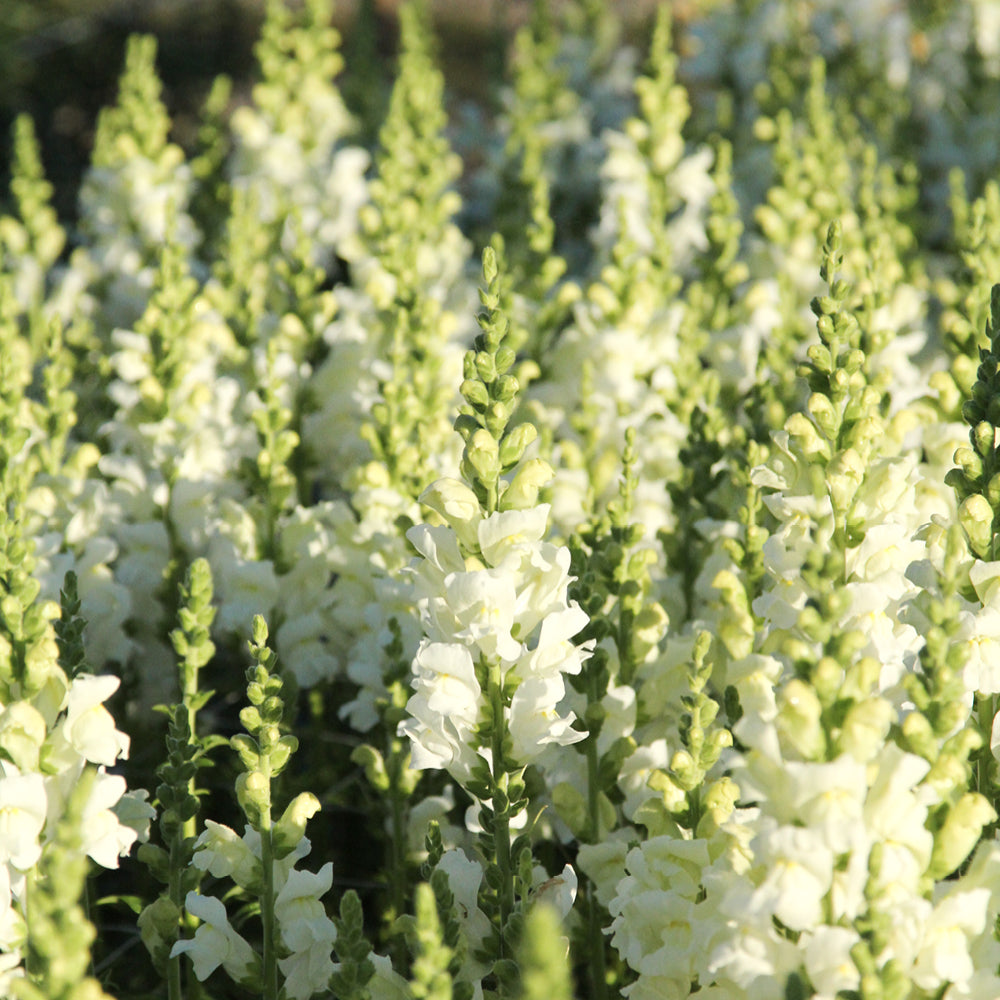 Bluehende Pflanze Loewenmaeulchen - Antirrhinum majus F1 ‘Potomac Ivory White‘ aus der Gartenzauber-Saatgutserie