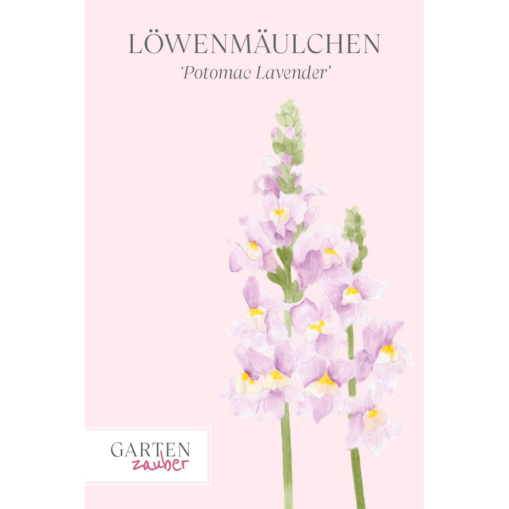 Vorderansicht Saatguttuete Loewenmaeulchen - Antirrhinum majus F1 ‘Potomac Lavender‘ aus der Gartenzauber-Saatgutserie