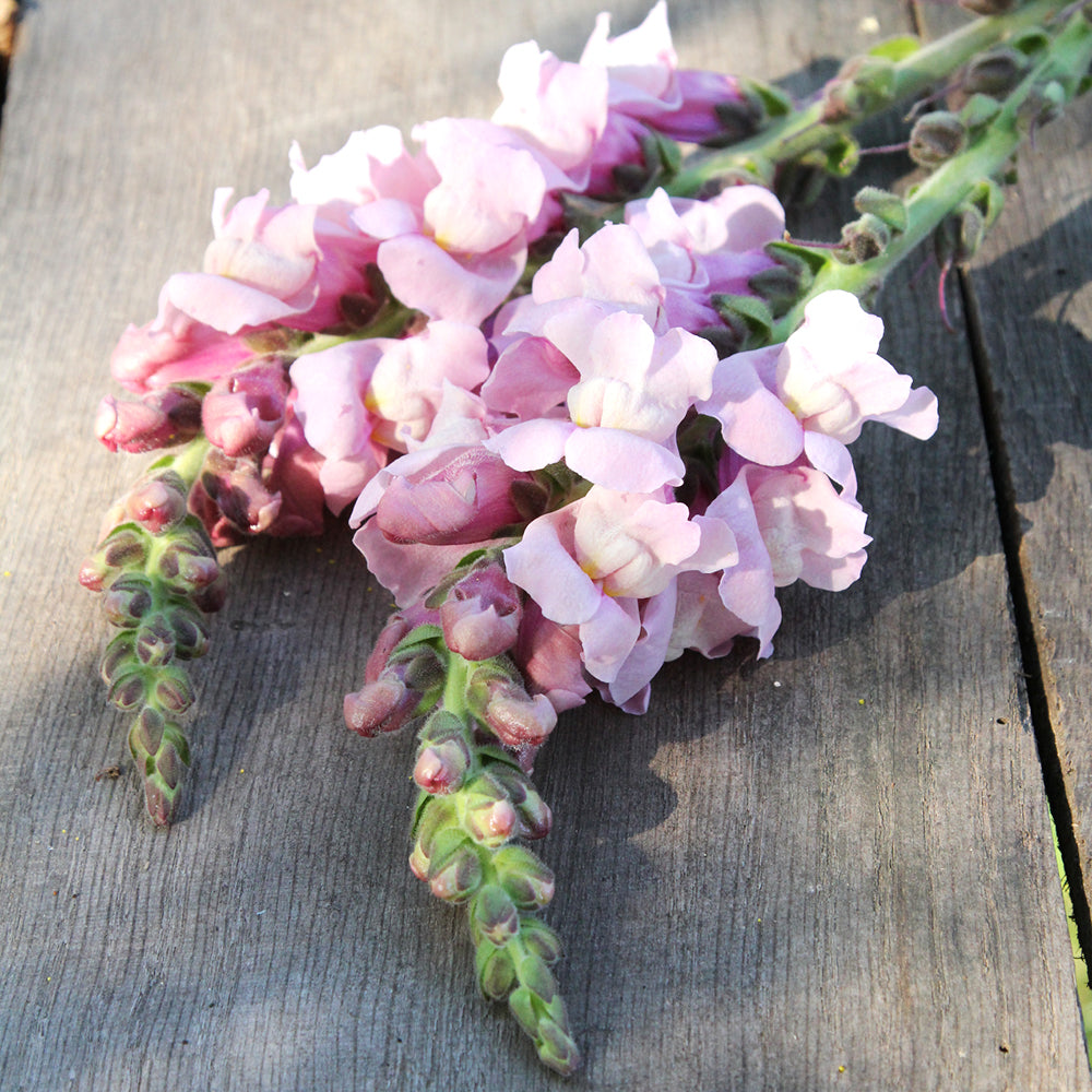 Bluehende Pflanze Antirrhinum majus F1 ‘Potomac Lavender‘ aus der Gartenzauber-Saatgutserie
