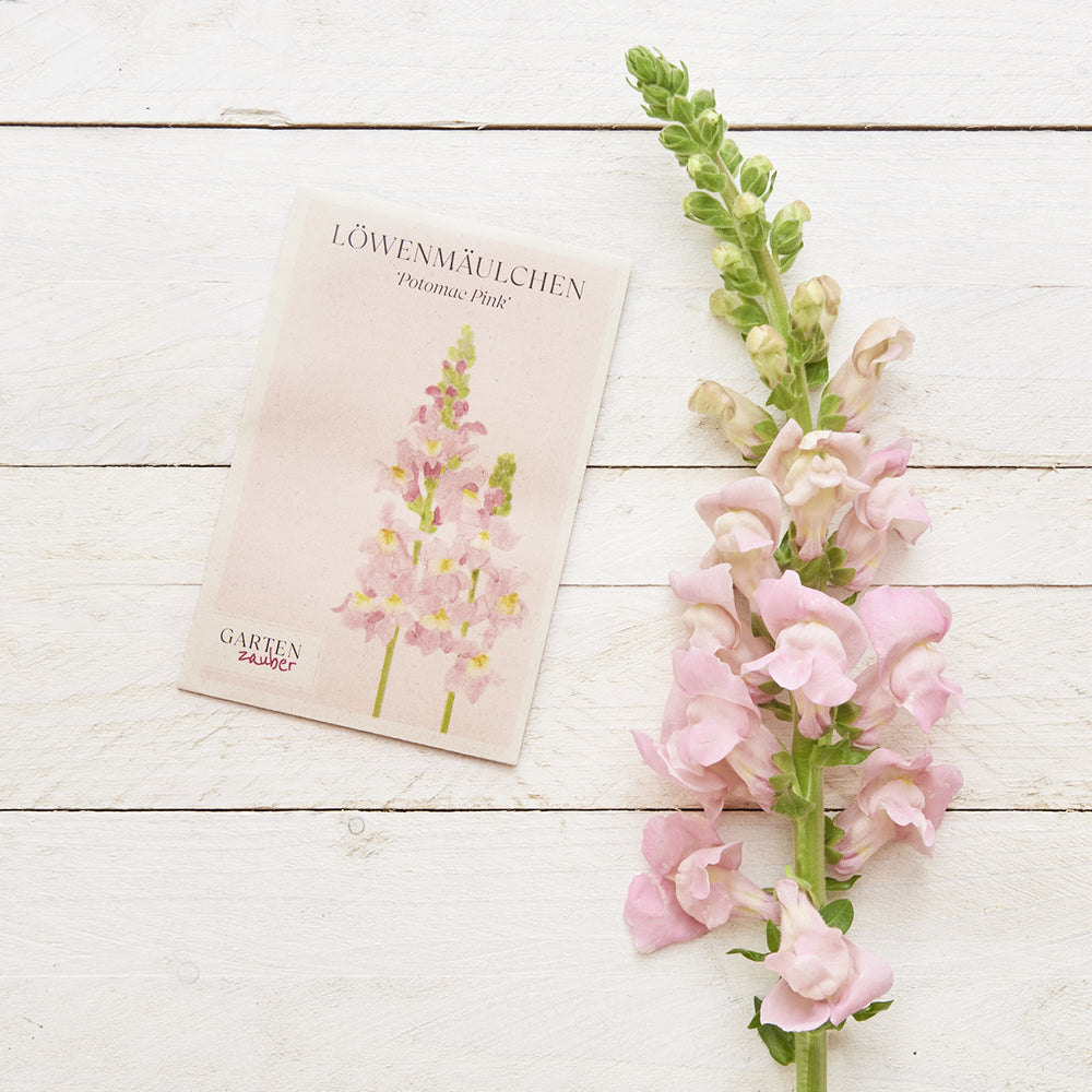 Vorderansicht Saatguttuete Loewenmaeulchen Antirrhinum majus F1 ‘Potomac Pink‘ aus der Gartenzauber-Saatgutserie, dekoriert mit frischen Blumen