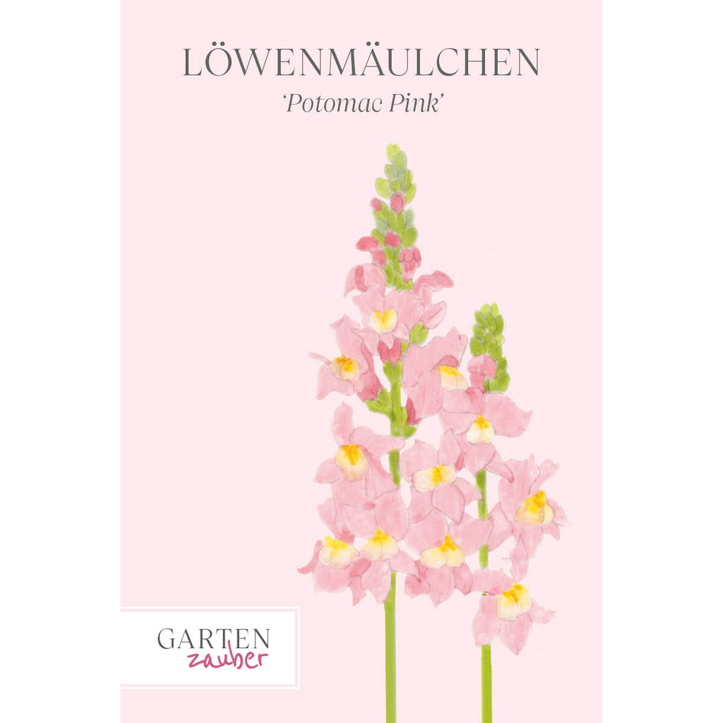 Vorderansicht Saatguttuete Loewenmaeulchen Antirrhinum majus F1 ‘Potomac Pink‘ aus der Gartenzauber-Saatgutserie