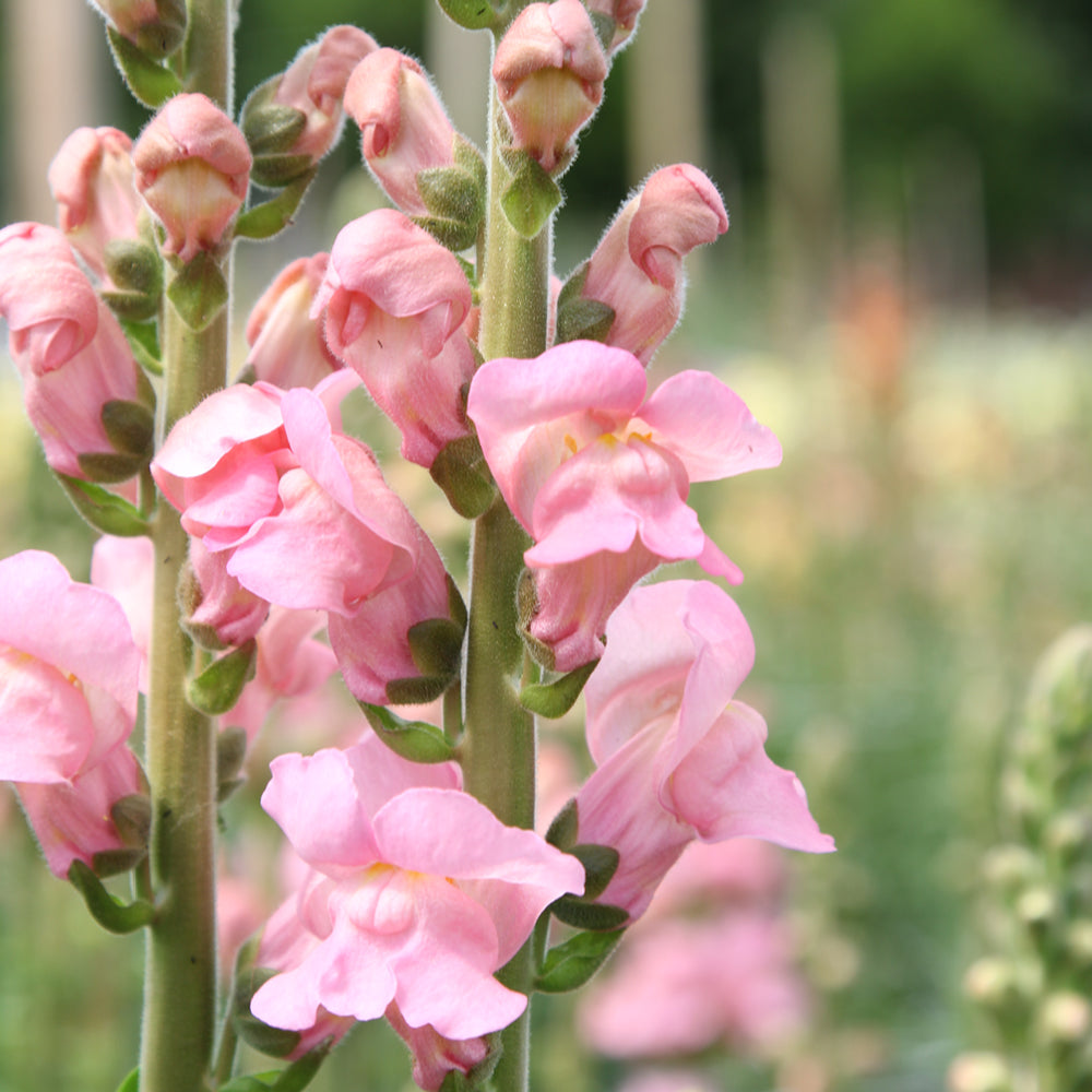 Bluehende Pflanze Loewenmaeulchen Antirrhinum majus F1 ‘Potomac Pink‘ aus der Gartenzauber-Saatgutserie