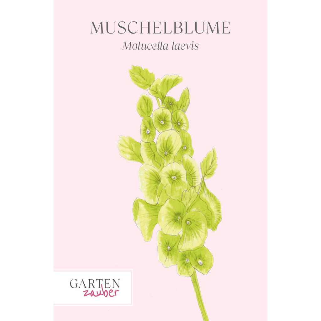 Vorderansicht Saatguttuete  Muschelblume - Molucella laevis aus der Gartenzauber-Saatgutserie
