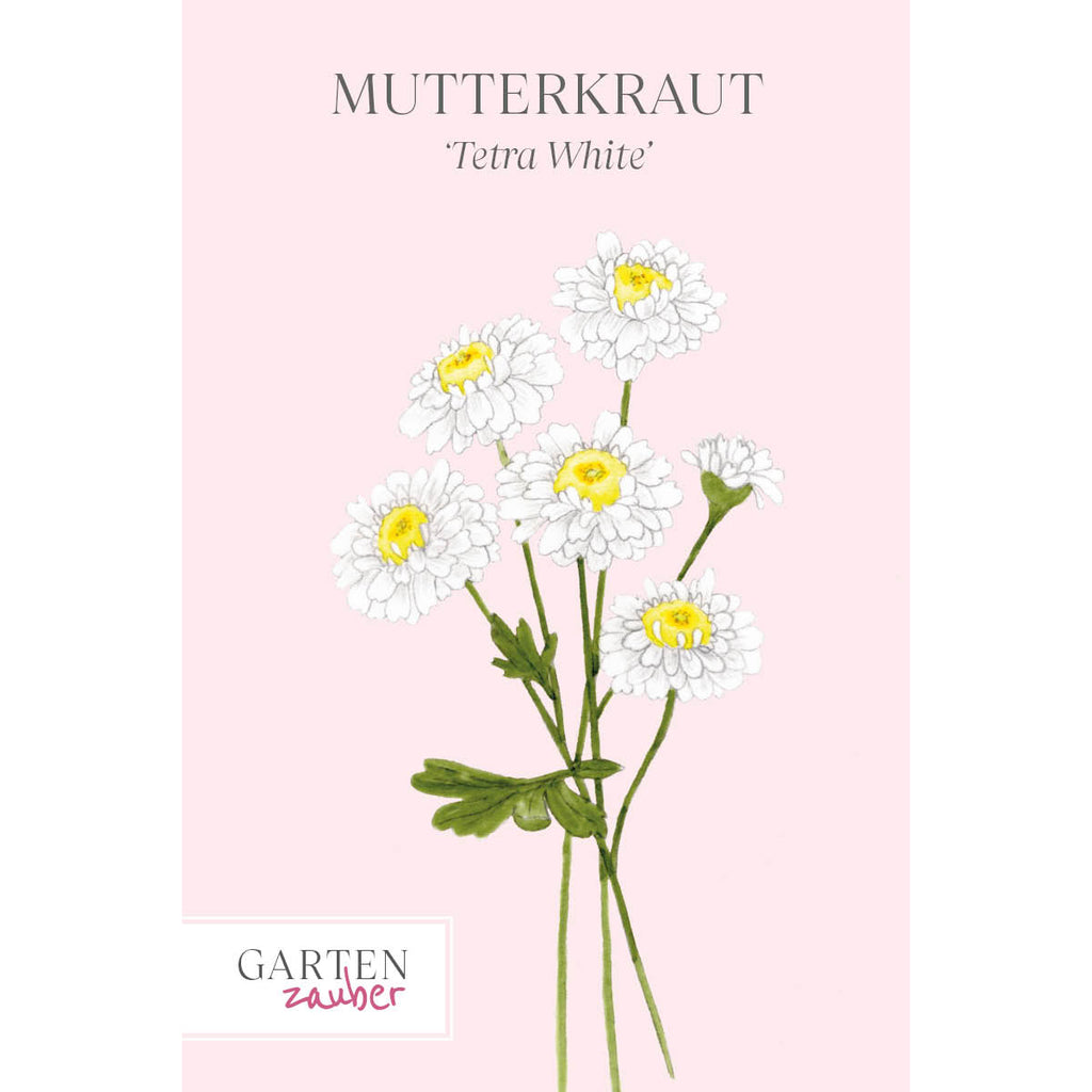 Vorderansicht Saatguttuete  Mutterkraut - Chrysanthemum parthenium `Tetra White`  aus der Gartenzauber-Saatgutserie