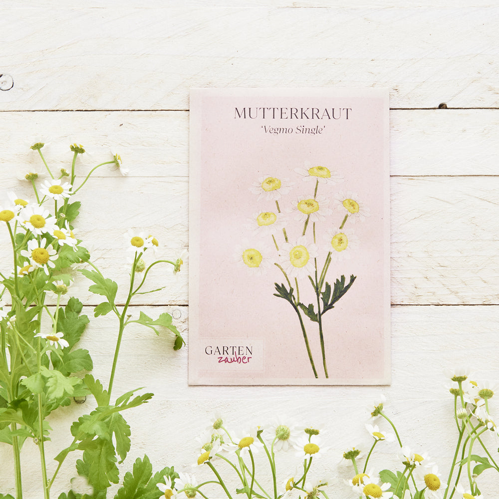 Vorderansicht Saatguttuete Mutterkraut - Chrysanthemum parthenium `Vegmo Single` aus der Gartenzauber-Saatgutserie, dekoriert mit frischen Blumen