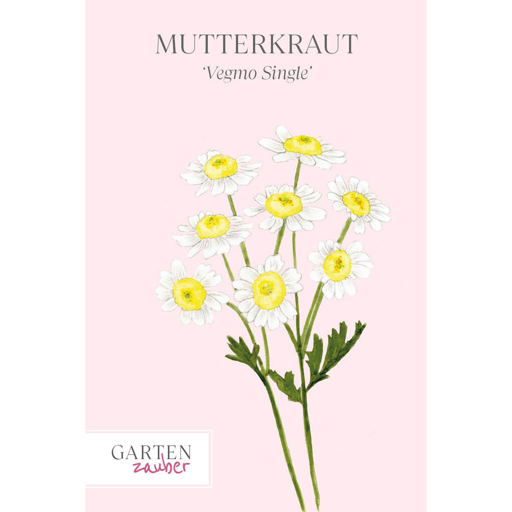 Vorderansicht Saatguttuete  Mutterkraut - Chrysanthemum parthenium `Vegmo Single` aus der Gartenzauber-Saatgutserie