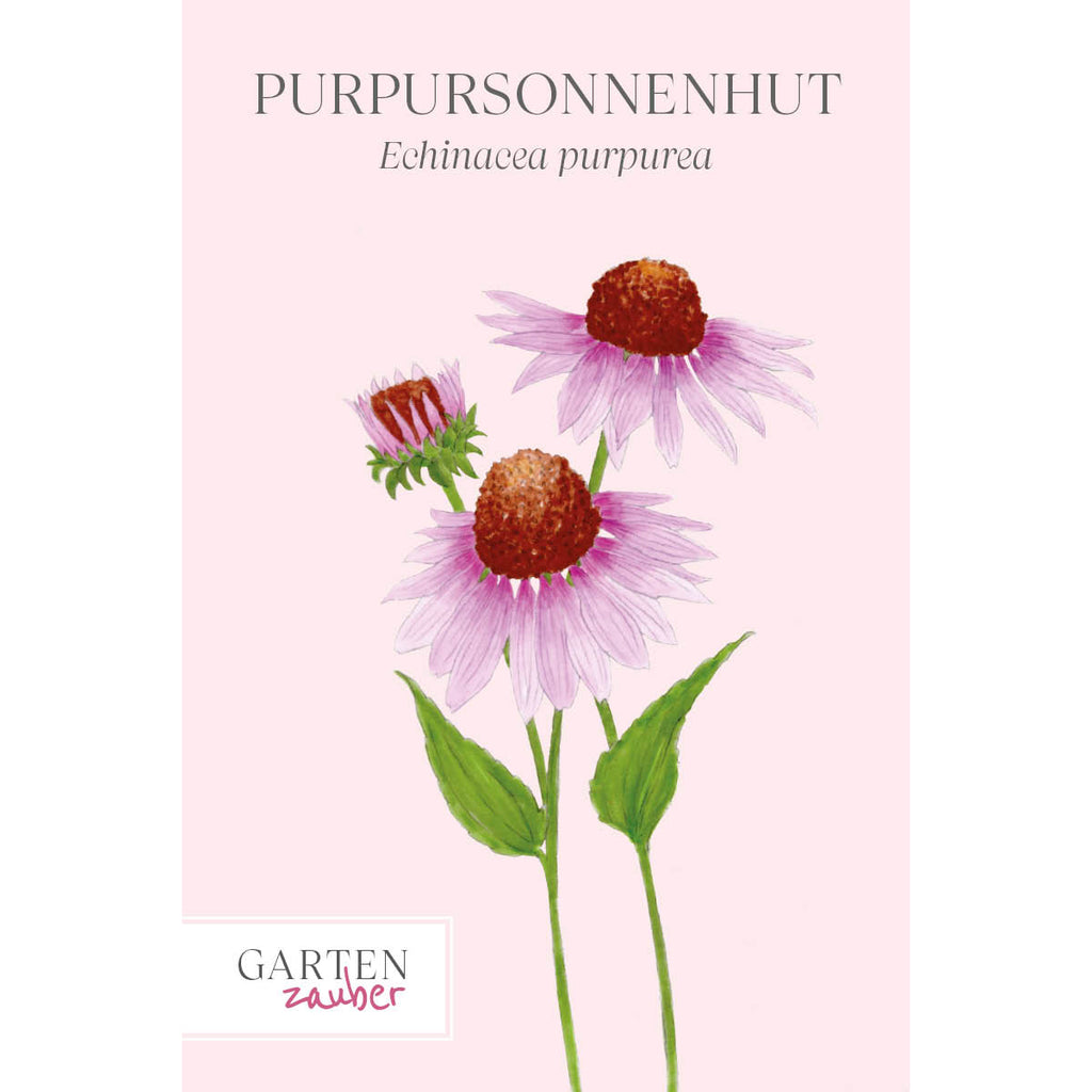 Vorderansicht Saatguttuete Purpursonnenhut - Echinacea purpurea aus der Gartenzauber-Saatgutserie 