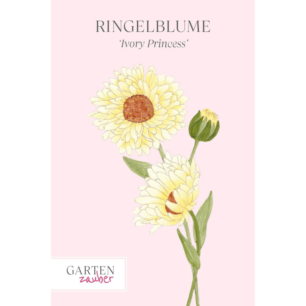 Vorderansicht Saatguttuete Ringelblume - Calendula officinalis `Ivory Princess`aus der Gartenzauber-Saatgutserie