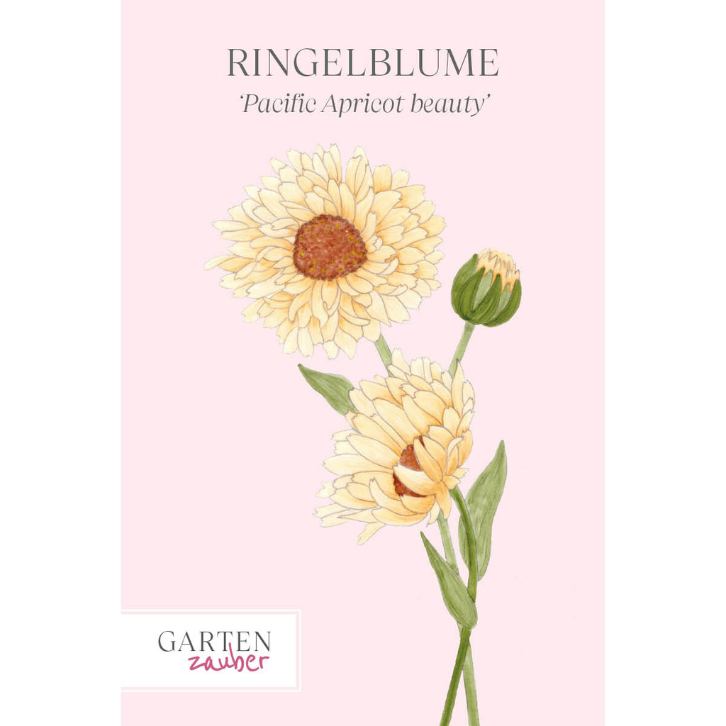 Vorderansicht Ringelblume `Pazific Apricot Beauty` Calendula officinalis aus der Gartenzauber-Saatgutserie