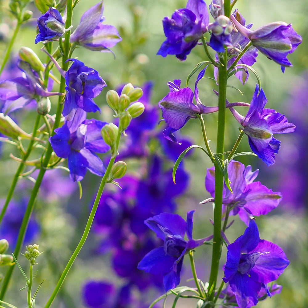 Bluehende Pflanze Feldrittersporn - Delphinium consolida `QIS Dark Blue` aus der Gartenzauber-Saatgutserie