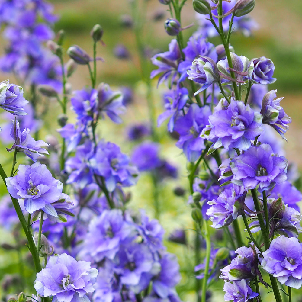 Bluehende Pflanze Feldrittersporn - Delphinium consolida `QIS Light Blue` aus der Gartenzauber-Saatgutserie