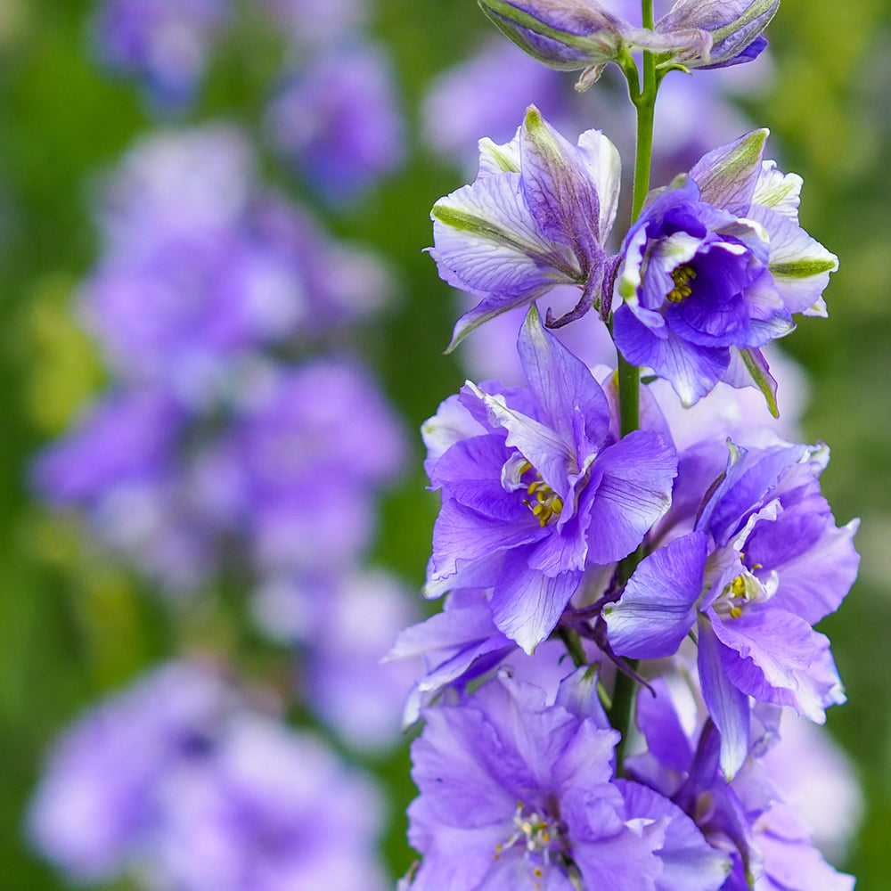 Bluehende Pflanze Feldrittersporn - Delphinium consolida `QIS Light Blue` aus der Gartenzauber-Saatgutserie