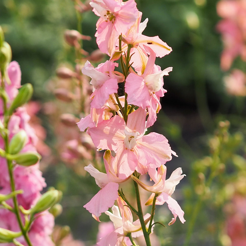 Bluehende Pflanze Feldrittersporn - Delphinium consolida `QIS Light Pink`  aus der Gartenzauber-Saatgutserie