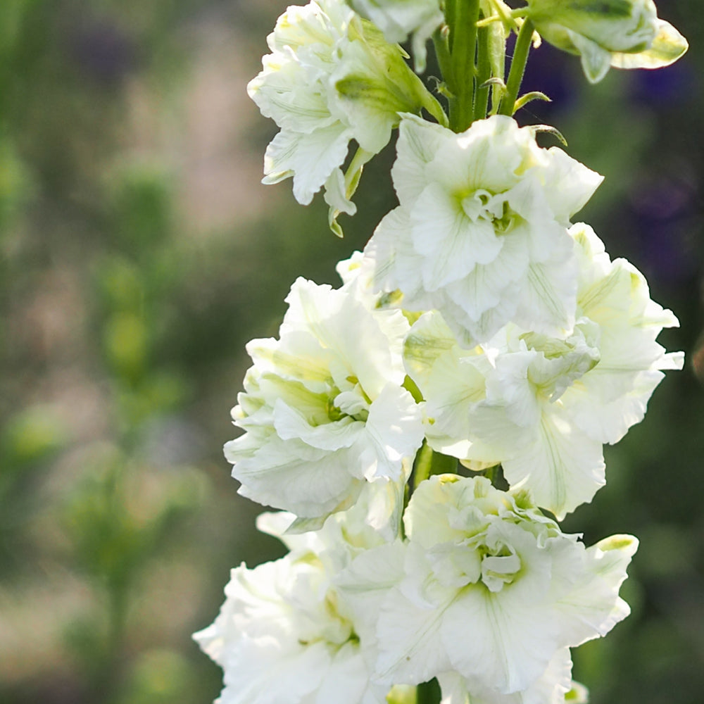 Bluehende Pflanze Feldrittersporn - Delphinium consolida `QIS White` aus der Gartenzauber-Saatgutserie