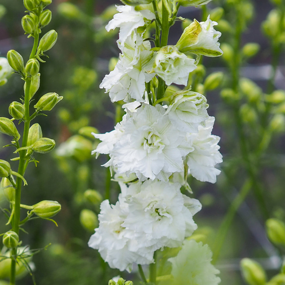 Bluehende Pflanze Feldrittersporn - Delphinium consolida `QIS White` aus der Gartenzauber-Saatgutserie