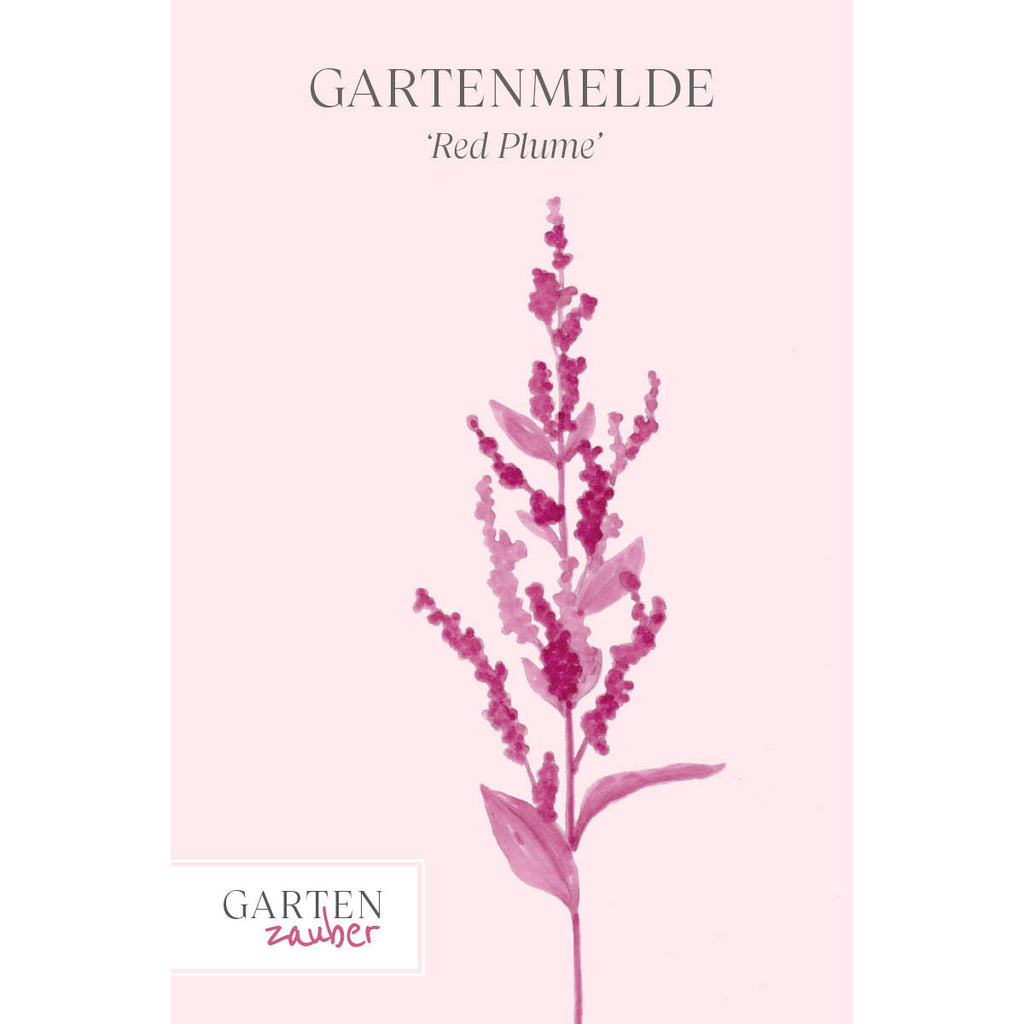 Vorderansicht Saatguttuete Gartenmelde‘Red Plume‘  Artiplex hortensis aus der Gartenzauber-Saatgutserie.