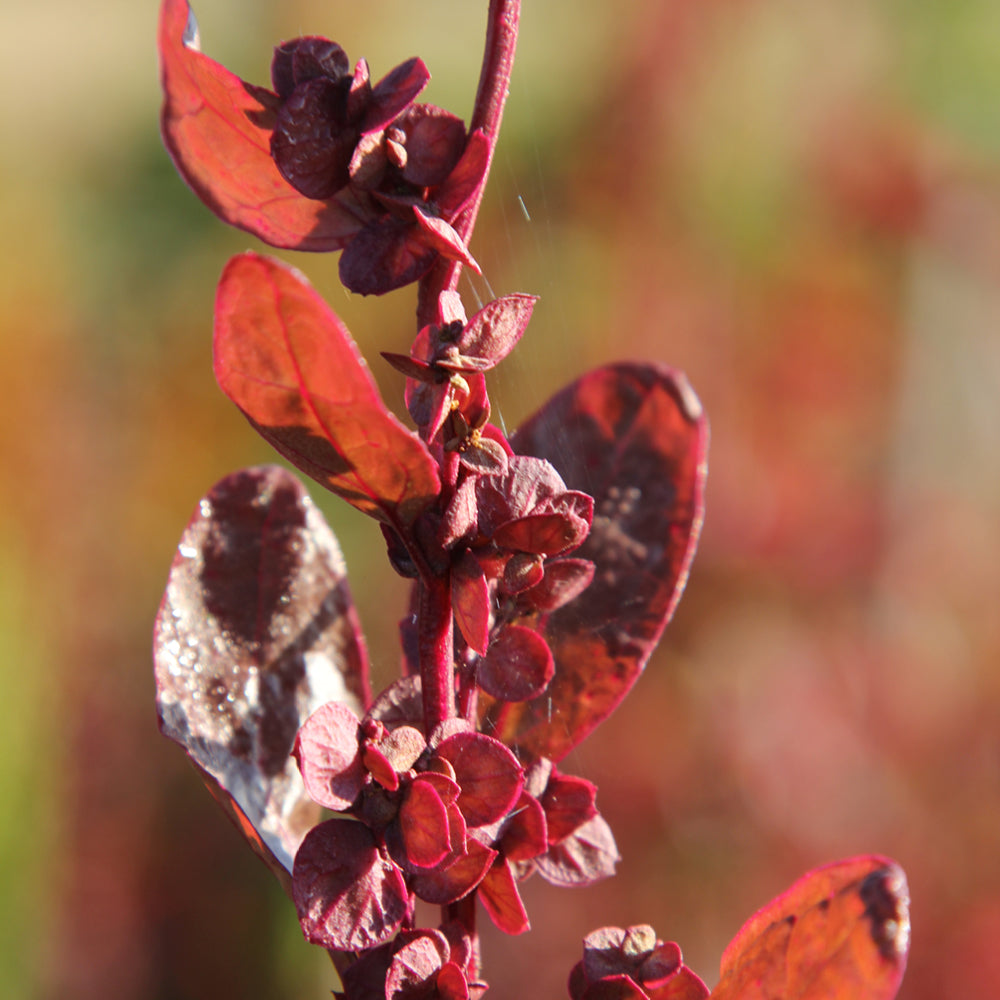 Bluehende Pflanze Gartenmelde ‘Red Plume‘ Artiplex hortensis aus der Gartenzauber-Saatgutserie.
