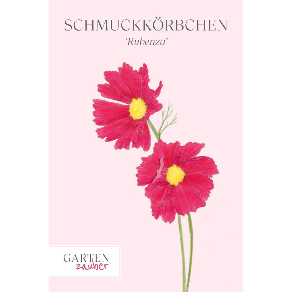 Vorderansicht Saatguttuete  Schmuckkoerbchen - Cosmos bipinnatus `Rubenza` aus der Gartenzauber-Saatgutserie