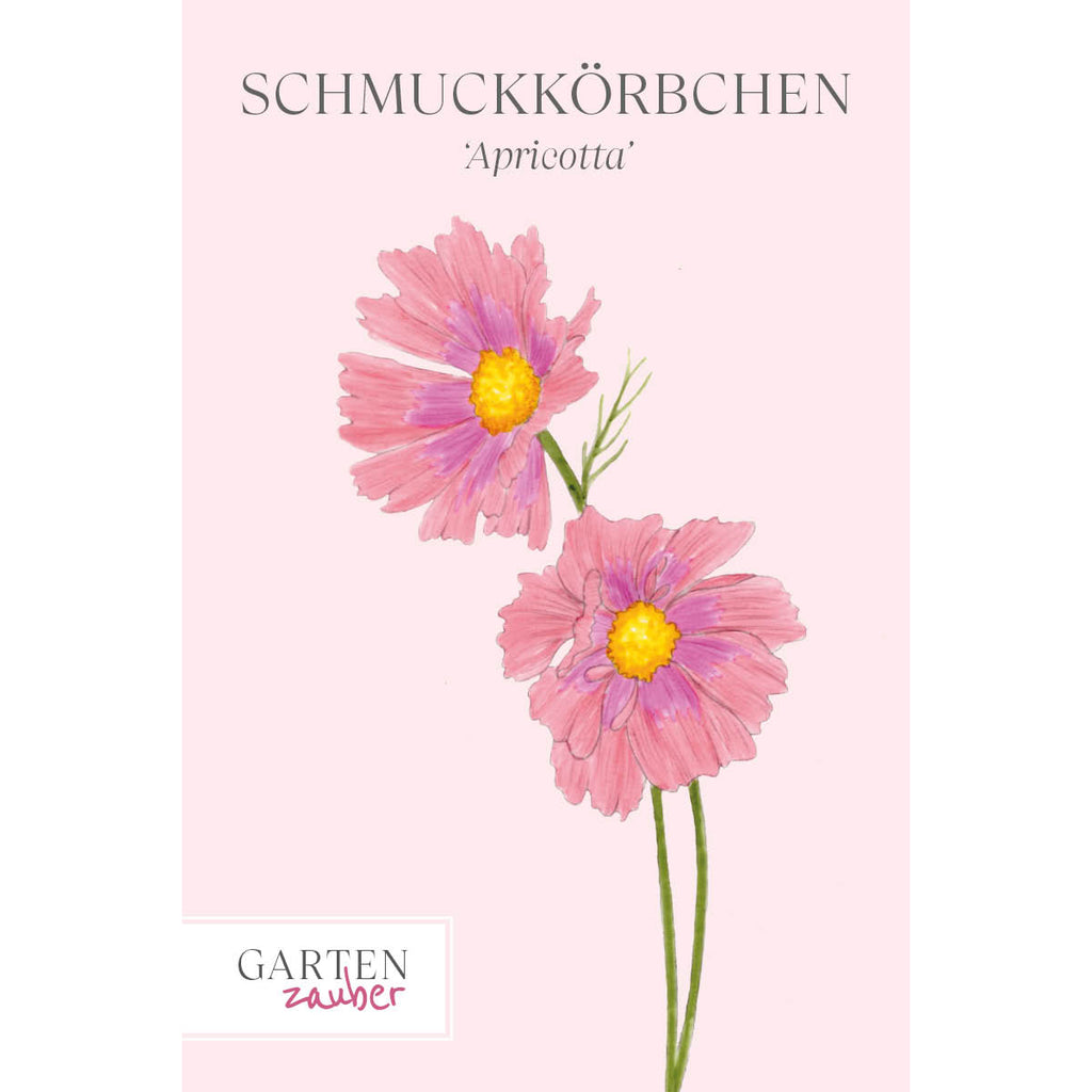 Vorderansicht Saatguttuete  Schmuckkoerbchen - Cosmos bipinnatus `Apricotta`  aus der Gartenzauber-Saatgutserie
