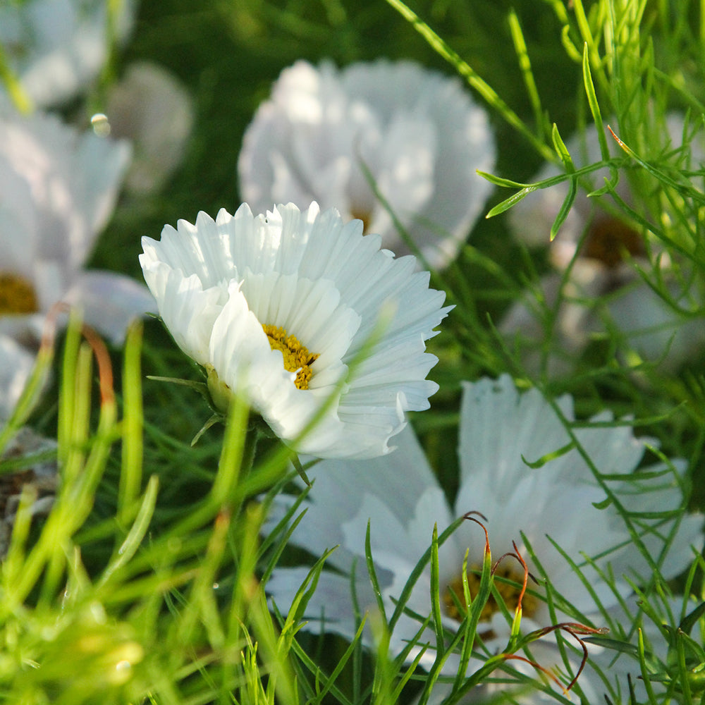 Bluehende Pflanze Schmuckkoerbchen - Cosmos bipinnatus `Cupcakes White` aus der Gartenzauber-Saatgutserie