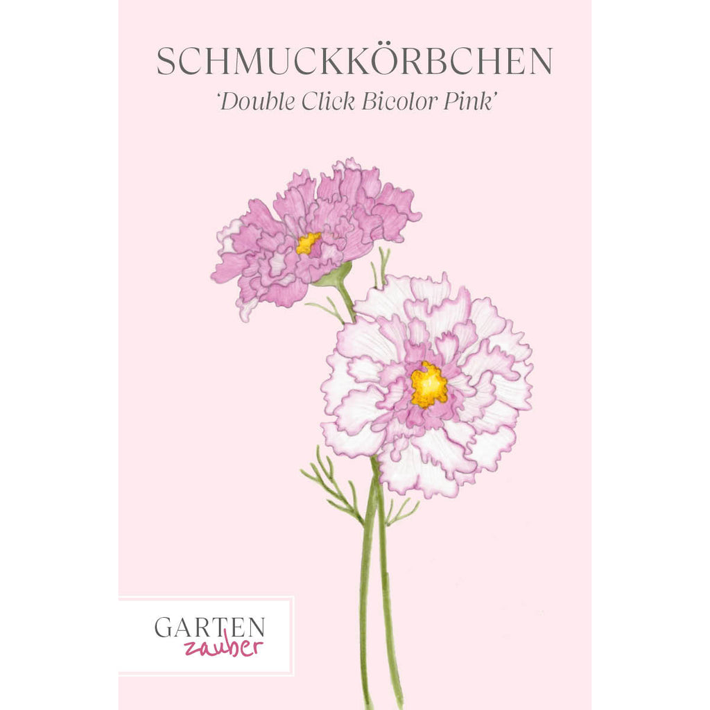 Vorderansicht Saatguttuete  Schmuckkoerbchen - Cosmos bipinnatus `Double Click Bicolor Pink`  aus der Gartenzauber-Saatgutserie