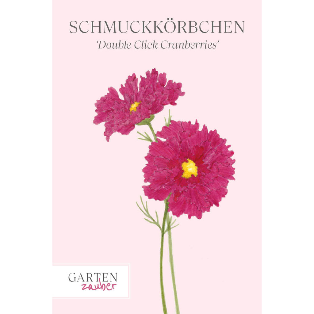 Vorderansicht Saatguttuete  Schmuckkoerbchen - Cosmos bipinnatus `Double Click Cranberries`  aus der Gartenzauber-Saatgutserie