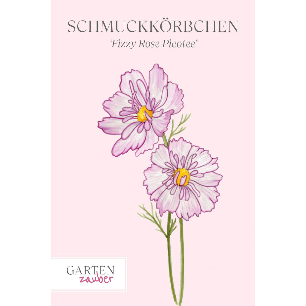 Vorderansicht Saatguttuete  Schmuckkoerbchen - Cosmos bipinnatus `Fizzy Rose Picotee` aus der Gartenzauber-Saatgutserie