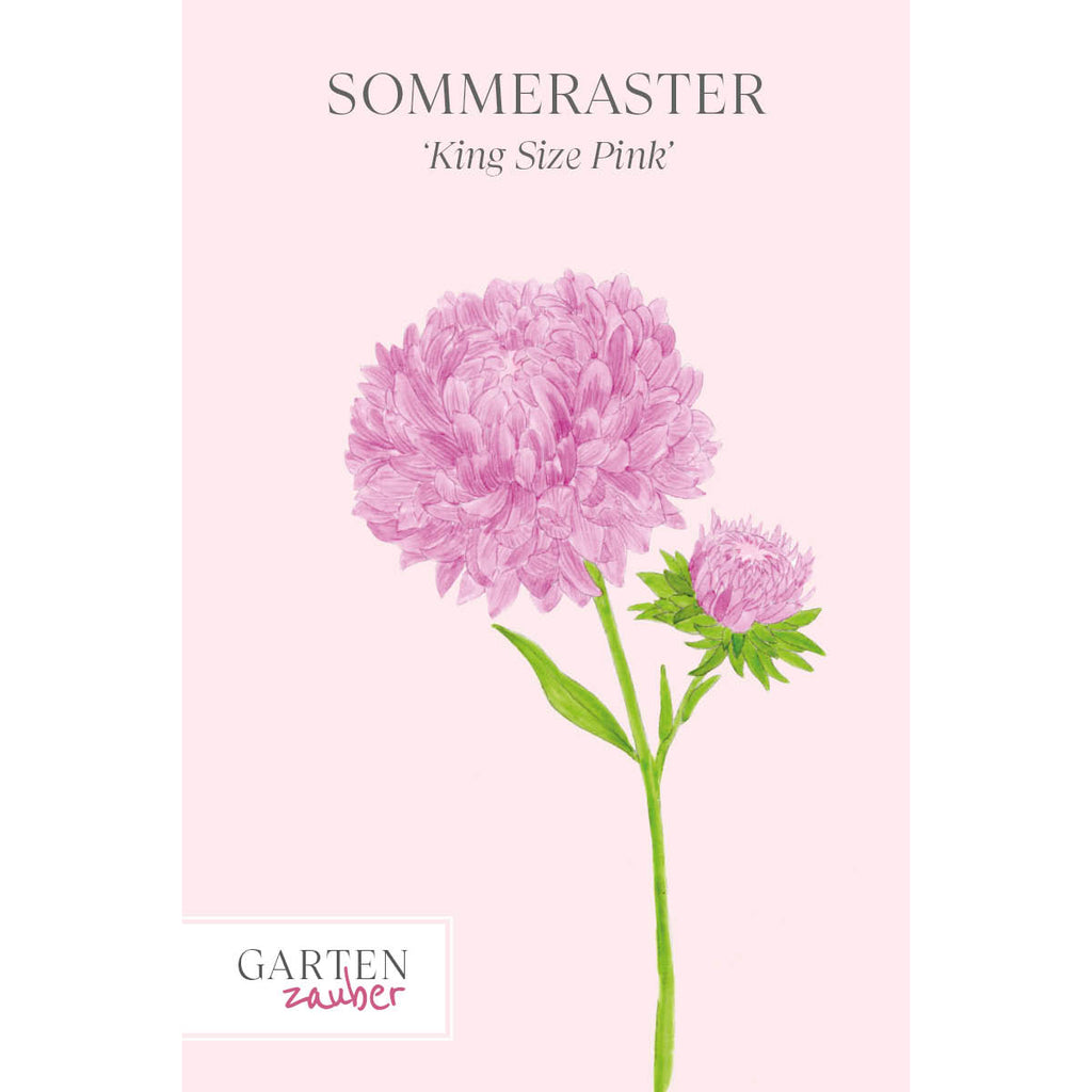 Vorderansicht Saatguttuete Sommeraster Callistephus chinensis `King Size Pink` aus der Gartenzauber-Saatgutserie