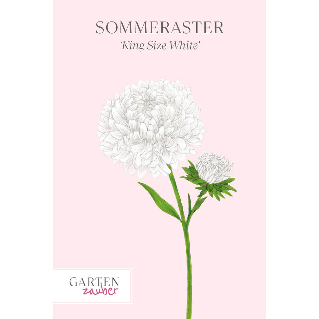 Vorderansicht Saatguttuete Sommeraster Callistephus chinensis `King Size White` aus der Gartenzauber-Saatgutserie