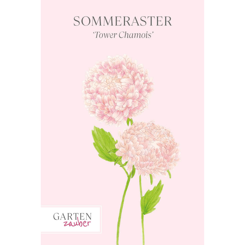 Vorderansicht Saatguttuete Sommeraster Callistephus chinensis `Tower Chamois` aus der Gartenzauber-Saatgutserie