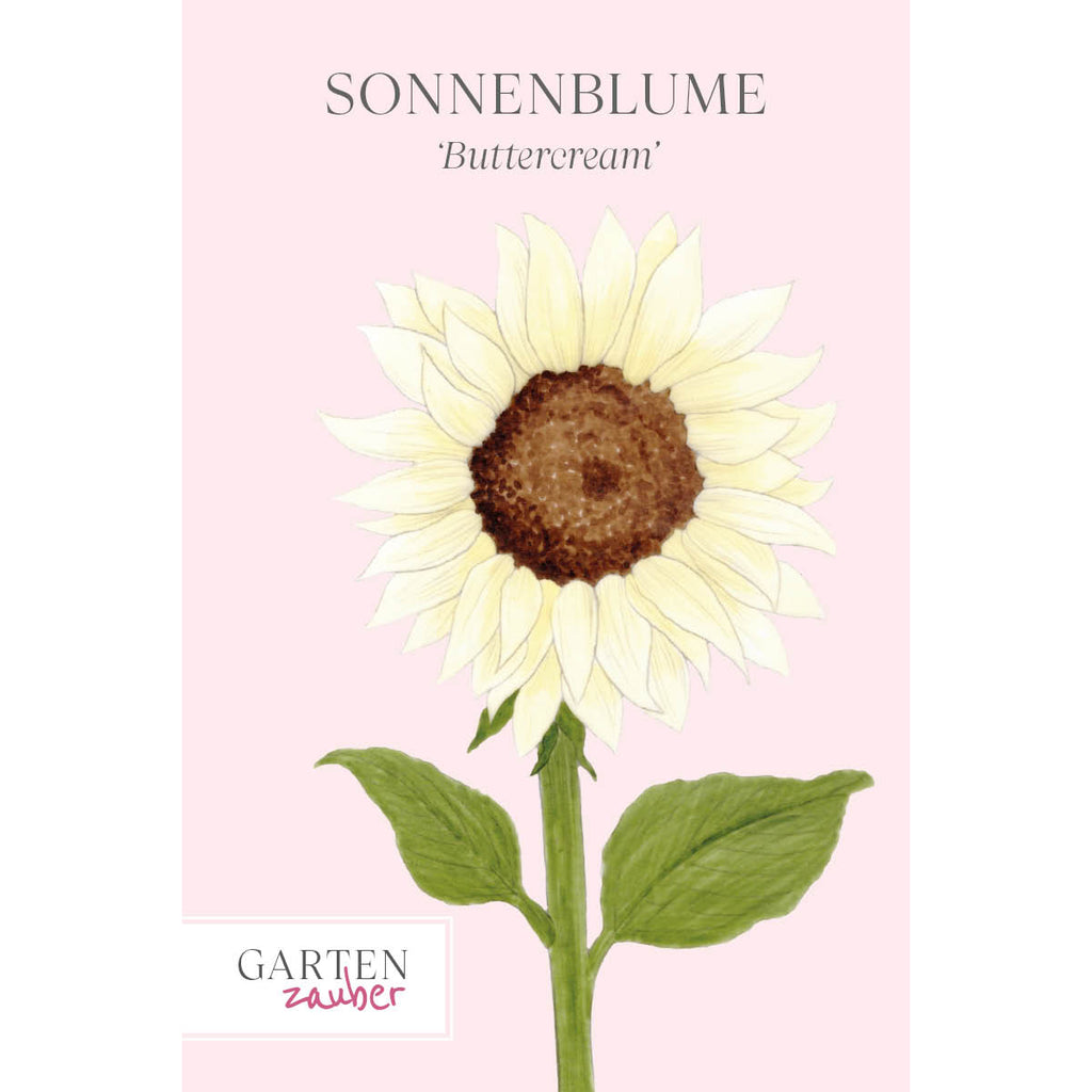 Vorderansicht Saatguttuete  Sonnenblume - Helianthus annuus F1 `Buttercream`  aus der Gartenzauber-Saatgutserie
