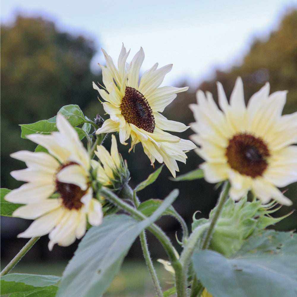 Helianthus annuus, Sonnenblume (Topfsonnenblume), Saisonpflanzen - Online  bestellen & kaufen - 1A Garten Ammer