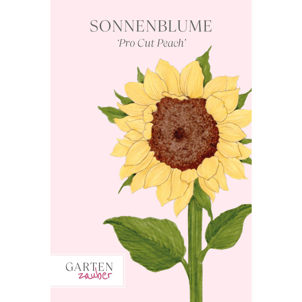 Vorderansicht Saatguttuete  Sonnenblume - Helianthus annuus F1 `Pro Cut Peach` aus der Gartenzauber-Saatgutserie