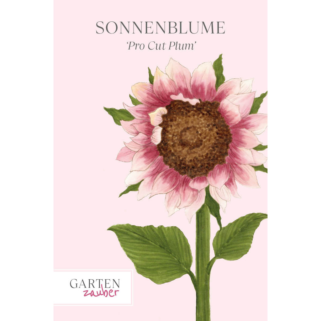 Vorderansicht Saatguttuete  Sonnenblume - Helianthus annuus F1 `Pro Cut Plum` aus der Gartenzauber-Saatgutserie
