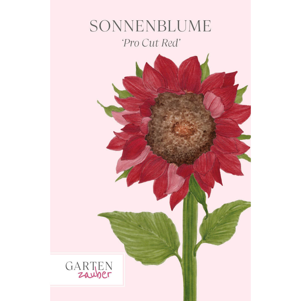 Vorderansicht Saatguttuete  Sonnenblume - Helianthus annuus F1 `Pro Cut Red` aus der Gartenzauber-Saatgutserie