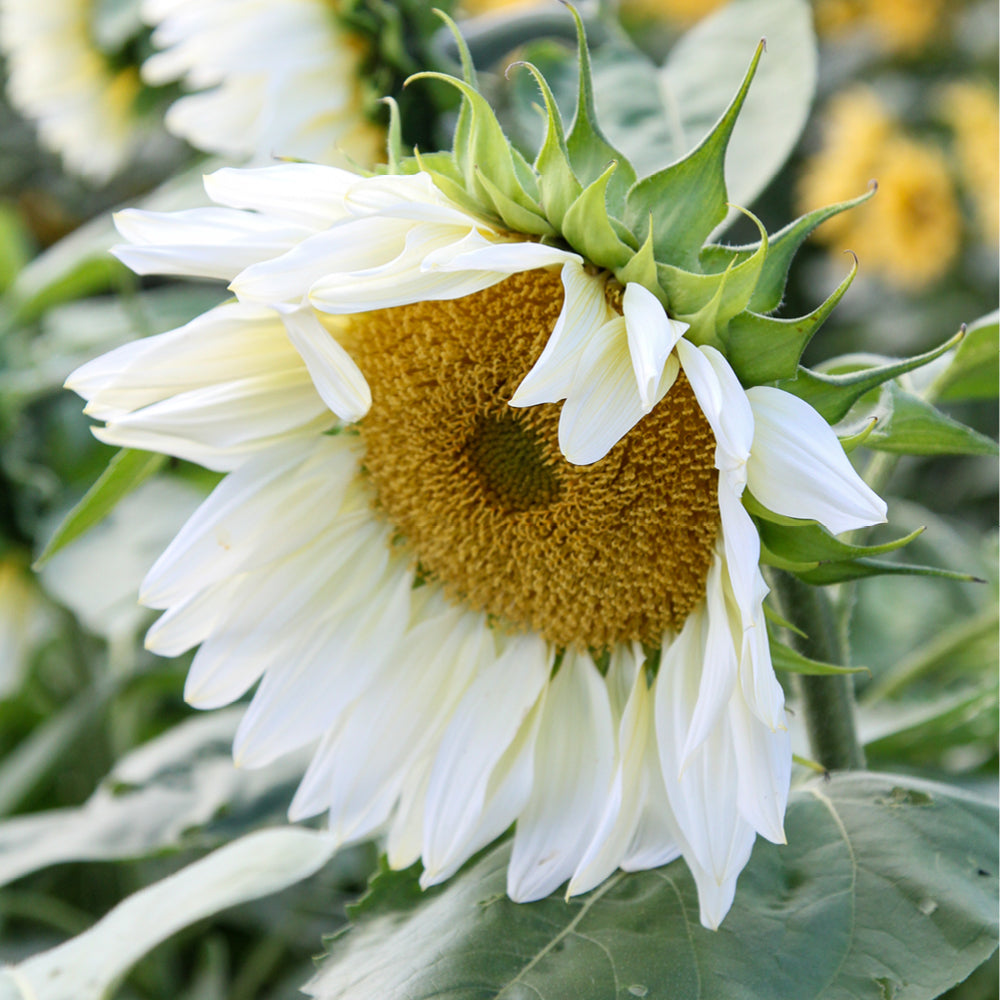 ansicht-bluehende-pflanze-sonnenblume-helianthus-annuus-`pro-cut-white-lite`-f1-aus-der-gartenzauber-saatgutserie
