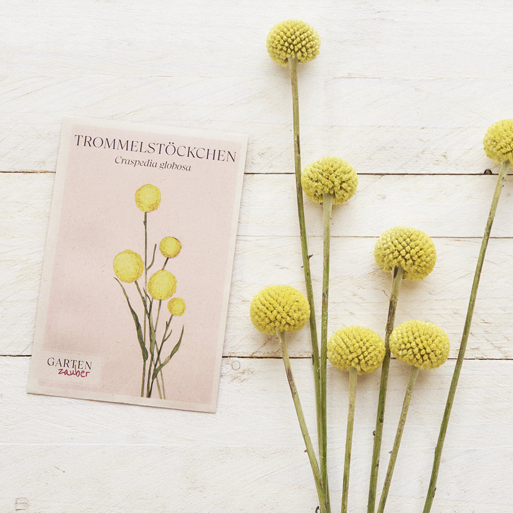 Vorderansicht Saatguttuete Trommelstoeckchen - Craspedia globosa aus der Gartenzauber-Saatgutserie dekoriert mit frischen Blumen