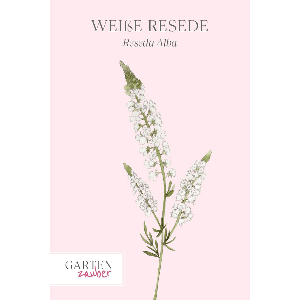 Vorderansicht Saatguttuete  Weiße Resede - Reseda Alba aus der Gartenzauber-Saatgutserie