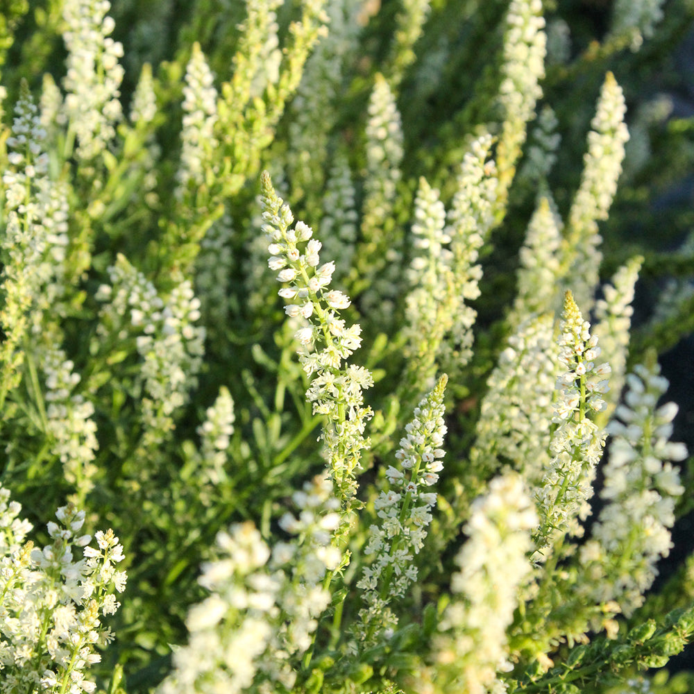 Bluehende Pflanze Weiße Resede - Reseda Alba aus der Gartenzauber-Saatgutserie