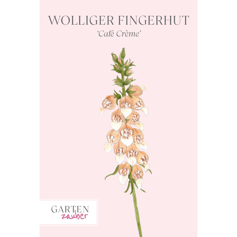 Vorderansicht Saatguttuete Wolliger Fingerhut - Digitalis lanata 'Café Crème` aus der Gartenzauber-Saatgutserie 