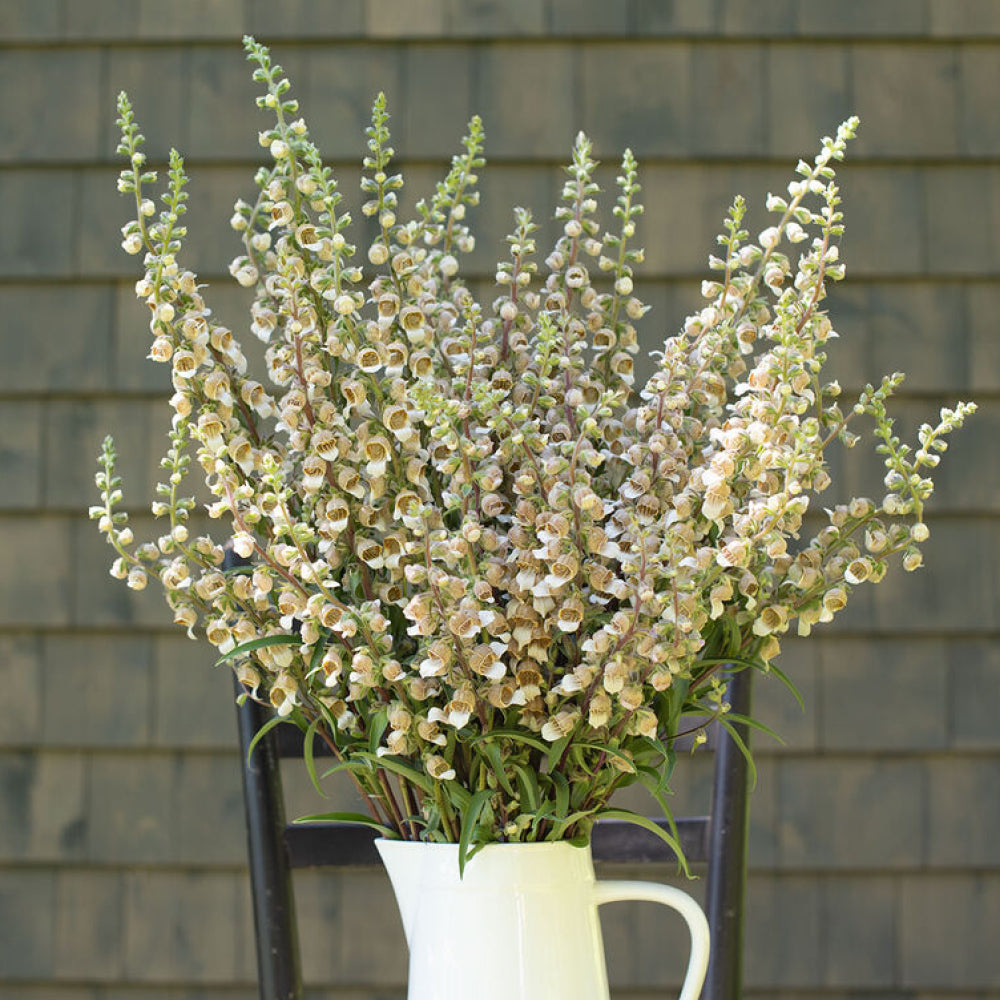 Bluehende Pflanze Wolliger Fingerhut - Digitalis lanata 'Café Crème` aus der Gartenzauber-Saatgutserie in einer weißen Vase