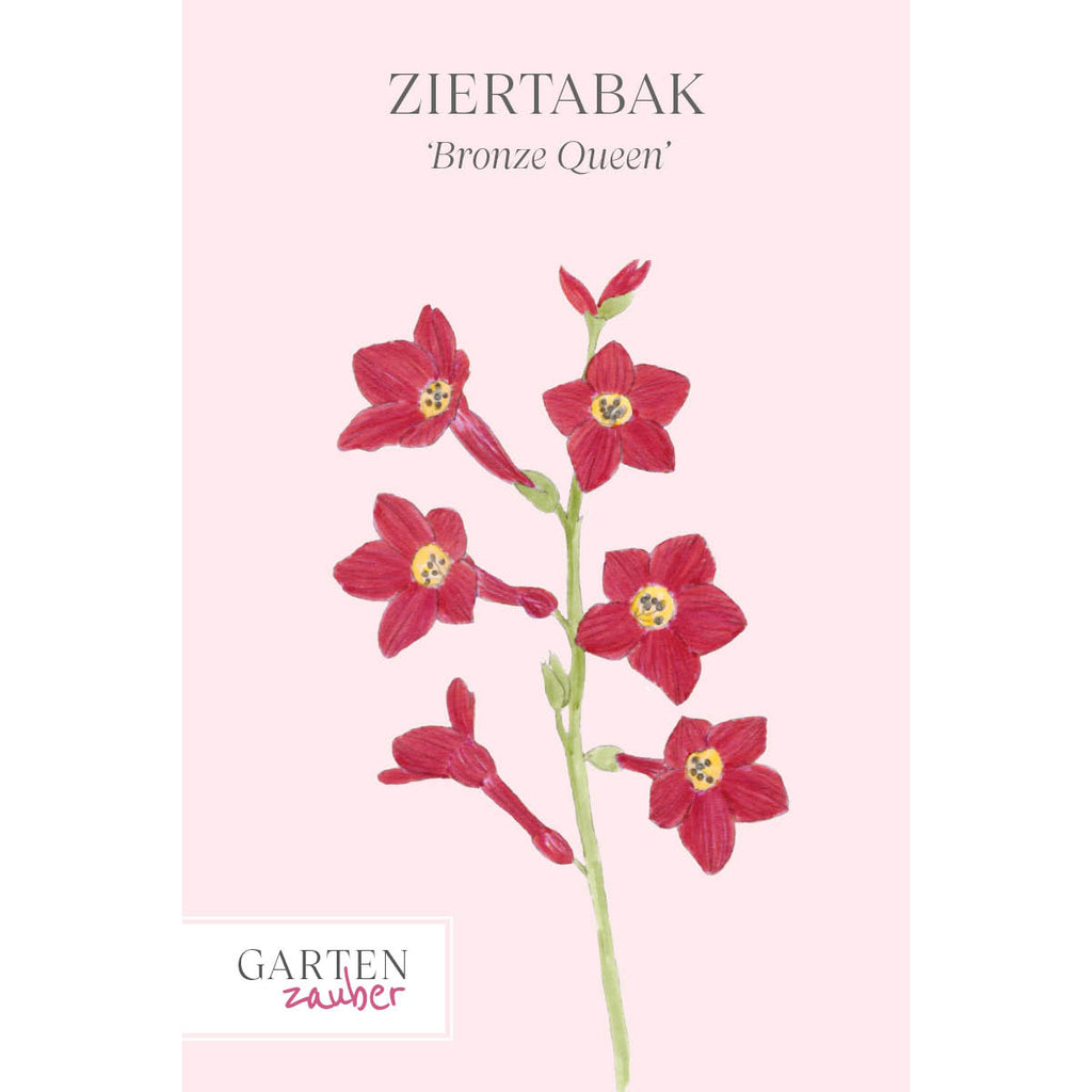 Vorderansicht Saatguttuete  Ziertabak - Nicotiana x hybrida 'Bronze Queen' aus der Gartenzauber-Saatgutserie