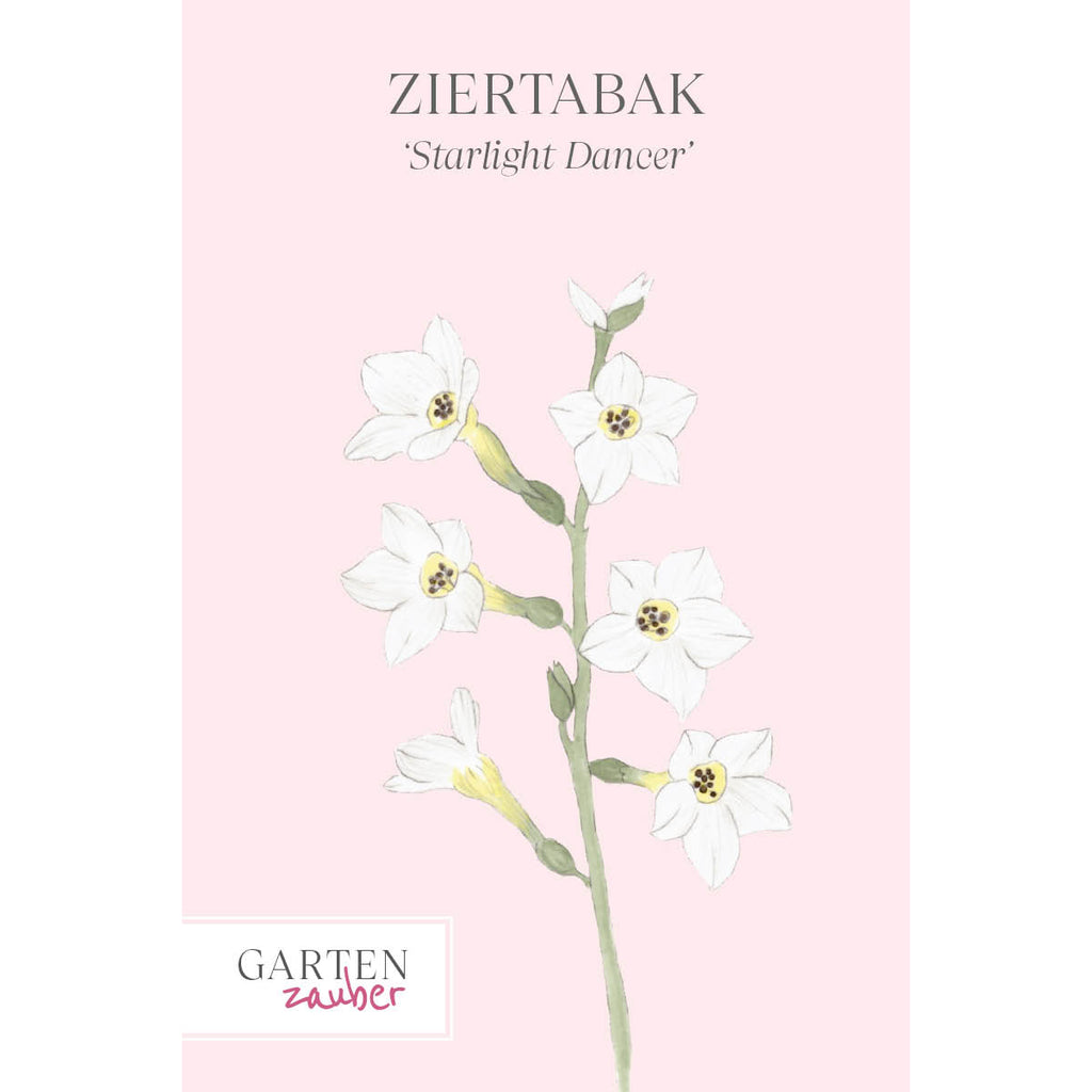 Vorderansicht Saatguttuete  Ziertabak - Nicotiana x hybrida 'Starlight Dancer'  aus der Gartenzauber-Saatgutserie