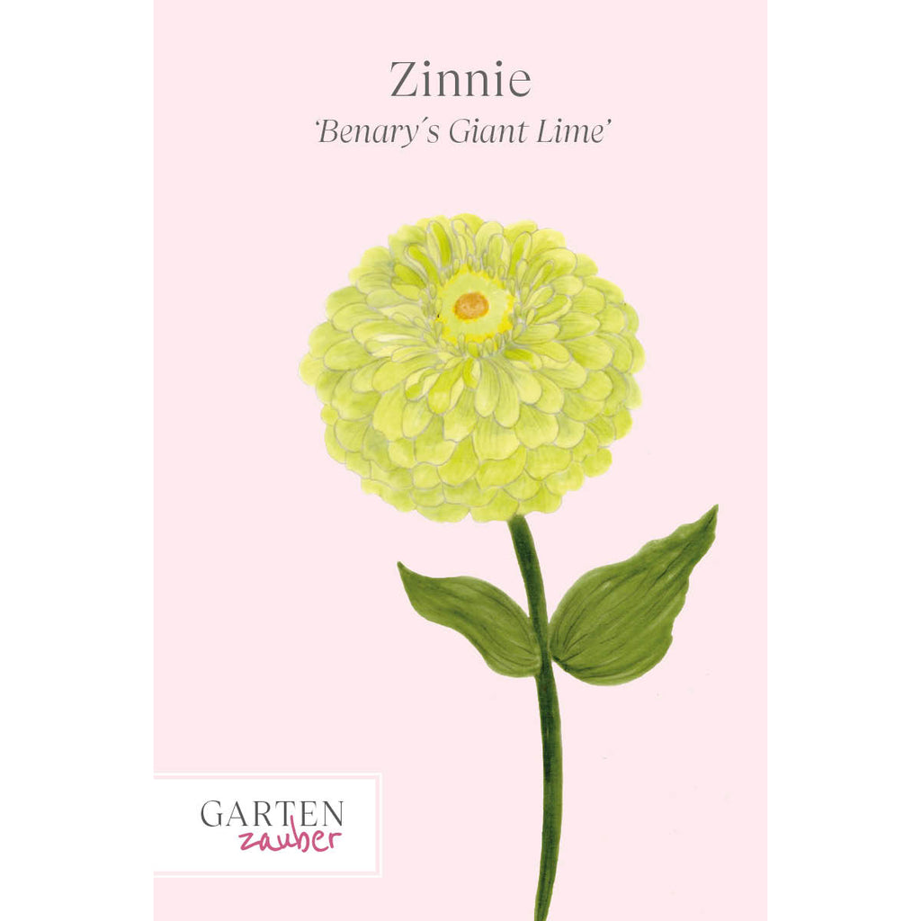 Vorderansicht Saatguttuete Zinnie - Zinnia elegans `Benary´s Giant Lime‘ aus der Gartenzauber-Saatgutserie 