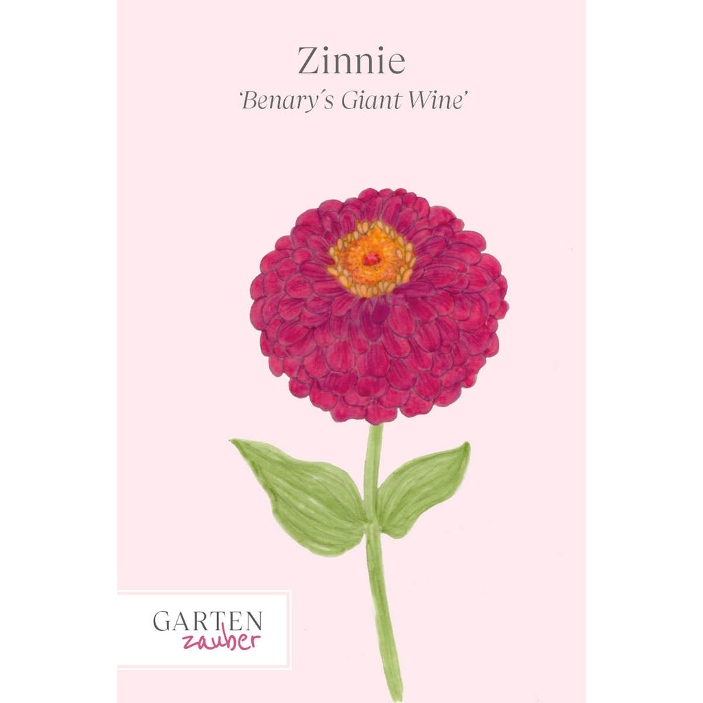 Vorderansicht Saatguttuete Zinnie - Zinnia elegans `Benary´s Giant Wine‘ aus der Gartenzauber-Saatgutserie 