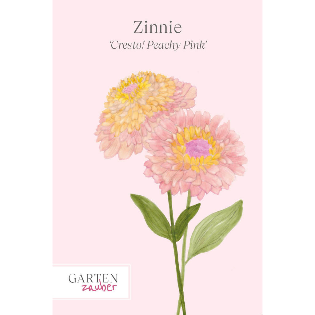Vorderansicht Saatguttuete Zinnie - Zinnia elegans `Cresto! Peachy Pink‘ aus der Gartenzauber-Saatgutserie 