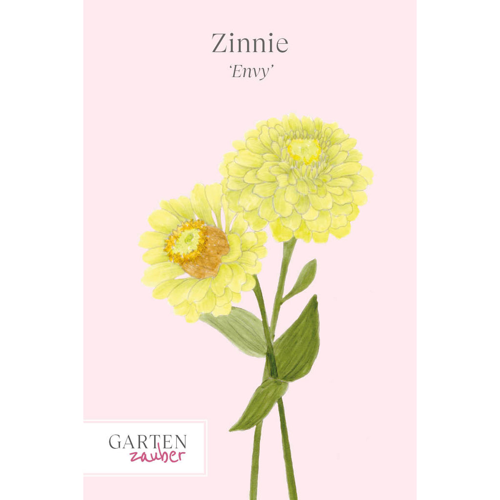 Vorderansicht Saatguttuete Zinnie - Zinnia elegans `Envy‘ aus der Gartenzauber-Saatgutserie 