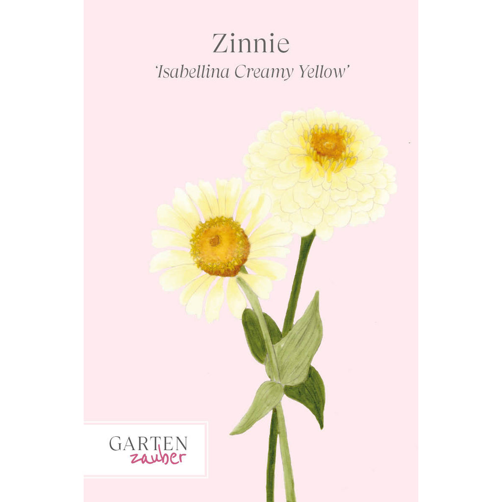 Vorderansicht Saatguttuete Zinnie - Zinnia elegans `Isabellina Creamy Yellow ‘ aus der Gartenzauber-Saatgutserie 